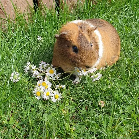 Stockers Apart Daire